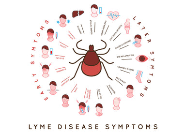Allicin: A Promising Alternative Treatment for Lyme Disease