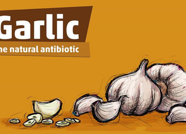 Allicin vs. Antibiotics: A Comprehensive Comparison