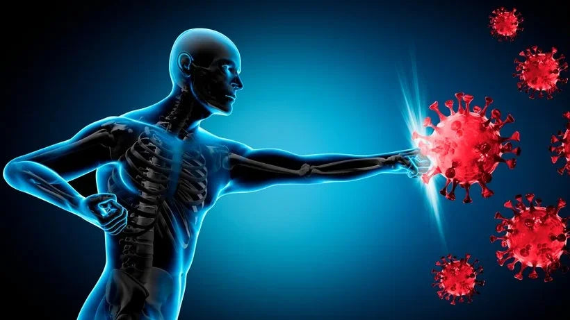 Enhancing Immunity: The Impact of Allicin on Your Body's Defenses