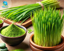 The Miraculous Herb: Unlocking the Health Benefits of Wheatgrass