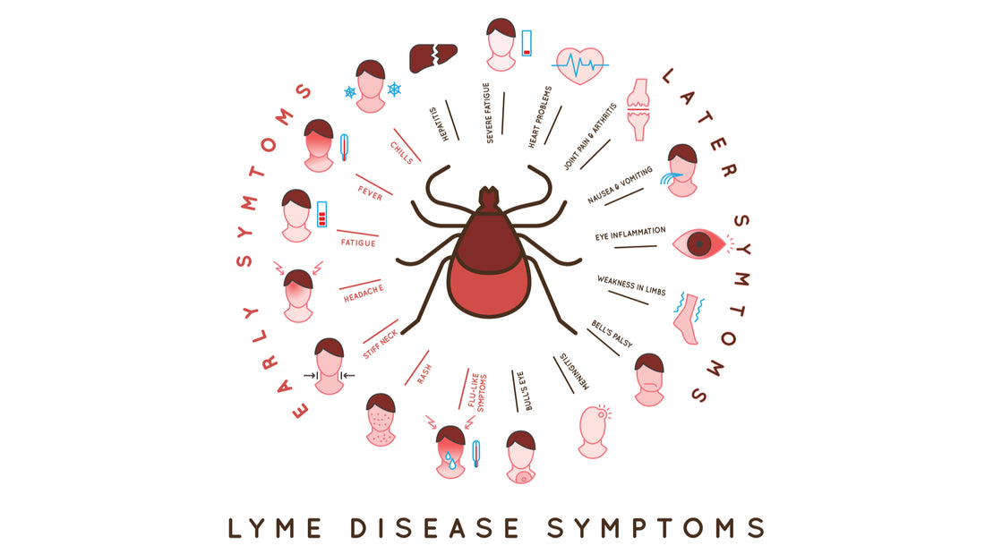 Allicin: A Promising Alternative Treatment for Lyme Disease