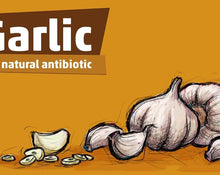 Allicin vs. Antibiotics: A Comprehensive Comparison
